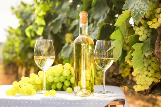 WINE TOUR IN THE PENEDÈS REGION